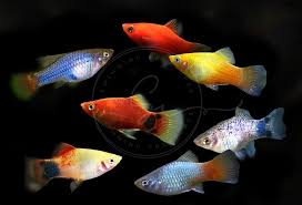 Image result for Platycaulos