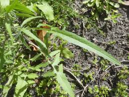 Image result for Sisymbrium orientale