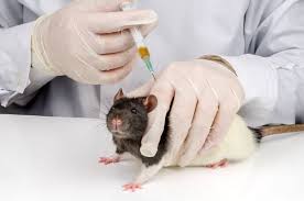 The cost to buy or adopt a rat terrier: How Much Do Fancy Rats Cost 2021 Guide Thepetsavvy Com