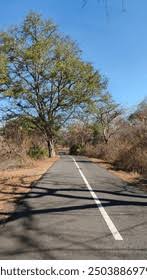 Image result for Spirostachys