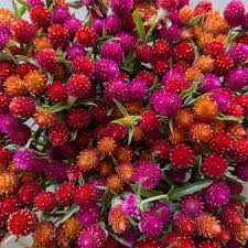 Image result for Gomphrena