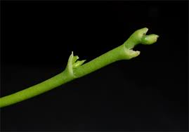 When the last flower fades, you can leave the spike (stem) on and it will still continue flowering but the stem gets very ungainly and the flowers get smaller. Anatomy Of Orchids Plainview Pure