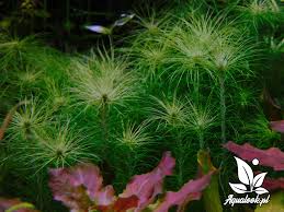 Image result for Eriocaulon setaceum