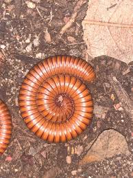 Image result for Orthochilus aurantiacus