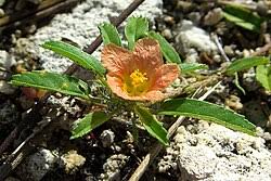 Image result for Sida urens