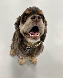 Life is always better with a puppy pal by your side. 🐾