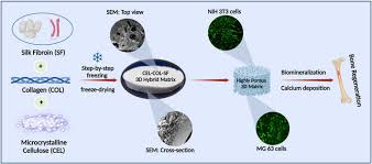Biomimetic cellulosecollagensilk fibroin as a highly interconnected 3D  hybrid matrix for bone tissue engineering – Topochemical Engineering &  Bioinspired Fabrication