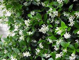 Alternatives To Ivy Vertical Growers Gardenista Arizona Plants Jasmine Vine Star Jasmine