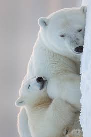 Polar Bear Someday My Family And I Are Going To Alaska To Hunt Polar Bear My Boys Are Already Planning For This Me And The G Animals Polar Bear Baby Animals