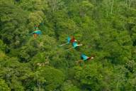 10 Things You Can Do To Protect The Rainforest - Rainforest ...
