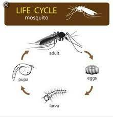 Parasite Meaning In Marathi Toxoplasmosis