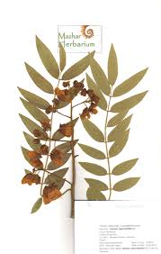 Image result for Senna spectabilis