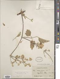 Image result for Clematis hirsuta