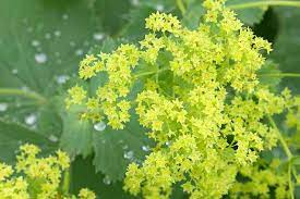 We did not find results for: Green Flowers From Beautiful To Bizarre Gardener S Path