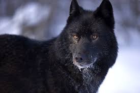 Black Siberian Husky Wolf Mix Photo Happy Dog Heaven Tamaskan Dog Wolf Dog Black Wolf
