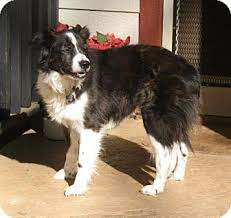 Corning Ca Border Collie Mix Meet Carly A Dog For Adoption Border Collie Mix Border Collie Collie