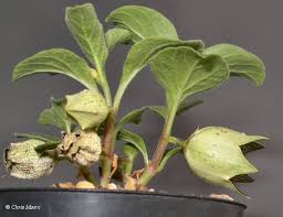 Image result for Brachystelma