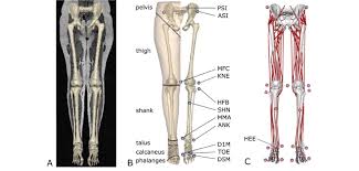 Standard radiography view of anatomical structures of the lower limb. A Bone Geometries Segmented From Full Lower Limb Mri Scans B Lower Download Scientific Diagram