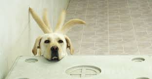 Trust me, i know what i'm talking about. Can You Pass This Super Hard Dog Trivia Quiz Magiquiz