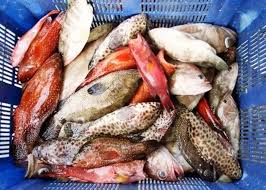 Daftar Harga Ikan Kerapu Terbaru November 2020 Suka Ikan