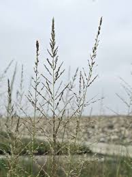 Image result for Sporobolus stapfianus