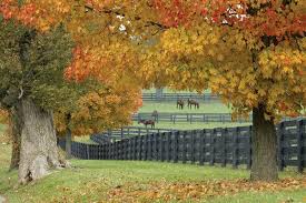 Maybe you would like to learn more about one of these? In Lexington Selfies With American Pharoah Then Bourbon And Branch The New York Times