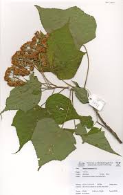 Image result for Dombeya acutangula