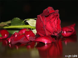 Check spelling or type a new query. ØµÙˆØ± ÙˆØ±ÙˆØ¯ Ø±ÙˆÙ…Ø§Ù†Ø³ÙŠØ© 2021 Ø£Ø¬Ù…Ù„ ØµÙˆØ± ÙˆØ±Ø¯ Ø­Ù…Ø±Ø§Ø¡ Ù„Ù„Ø­Ø¨ Ø¬Ù…ÙŠÙ„Ø©