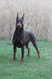 European doberman puppies for sale ontario. Wrath Liberator Perm Reg D