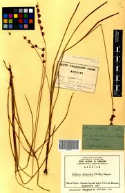 Image result for Scleria catophylla