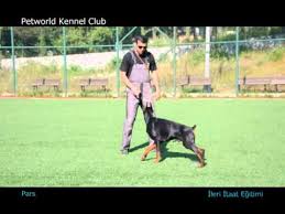Kivanc Tatlitug Un Doberman Cinsi Kopegi Pars Ciftligimizde Ileri Itaat Egitiminde Youtube