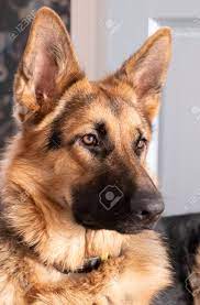 Here are some from nearby areas. Brown And Yellow German Shepherd Dog Close Up Portrait Stock Photo Picture And Royalty Free Image Image 139005459