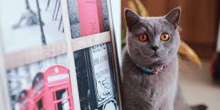 Kedime Tasma Takmali Miyim Kedimag