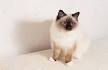 Birman Kittens for Sale - Adoptapet
