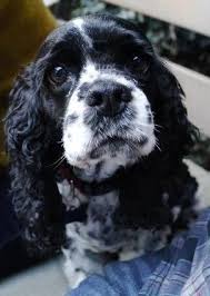 Black And White Cocker Spaniel Poodle Mix Miss My Puppy Spaniel Sadie Dogs American Cocker Spaniel Cocker Spaniel Puppies