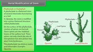 Rhizome (ginger), tuber (potato), bulb (onion), corm (colocasia). Aerial Modification Of Stemq Youtube