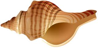 Rapane Shell Transparent Png Clip Art Image Gallery Yopriceville High Quality Images And Transparent Png Free Clipart Pin amazing png images that you like. gallery yopriceville