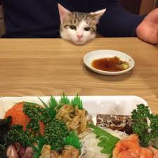 おこめさんとねこ塩家にゃんず on twitter ねこ 猫 猫 被り物