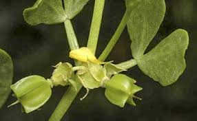 Image result for Zygophyllum cuneifolium