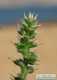 Image result for Salsola