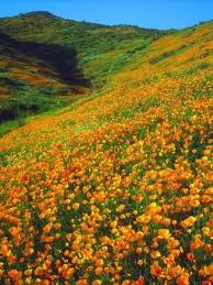 Check spelling or type a new query. Usa California Lake Elsinore California Poppies Cover A Hillside Photographic Print Jaynes Gallery Art Com In 2021 California Poppy Landscape California Photos