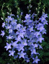 Chimney Bellflower Chimney Bells