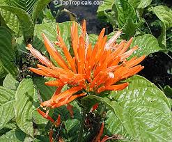 Image result for Justicia capensis