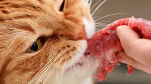Cats are obligate carnivores, meaning they have nutritional requirements that can only be met with a diet based almost for over 15 years, we've served 25 million fresh, raw meals to dogs and cats across the country. What Human Foods Can Cats Eat Cat Food Alternatives