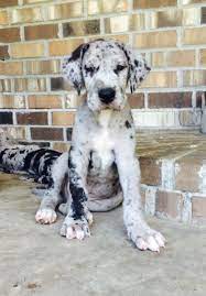 I discovered great danes over 6 years ago and love them. Merle Great Dane Puppy Wolf Bay Great Danes Great Dane Dogs Dane Dog Dane Puppies