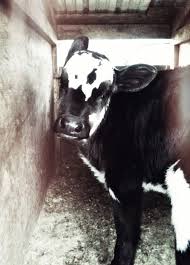 Love Me Some Baby Cows Cute Cows Baby Cows Cow