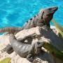 Profile Picture of Photo: Cata Maya - Bahia Principe Grand Tulum - Tripadvisor (@tripadvisor.com) on Google