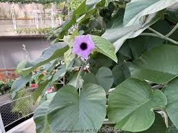 Image result for Argyreia nervosa