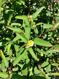 Image result for Sida spinosa