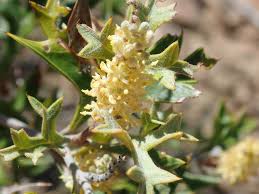 Image result for Grona ramosissima